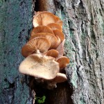 tree mushrooms_small